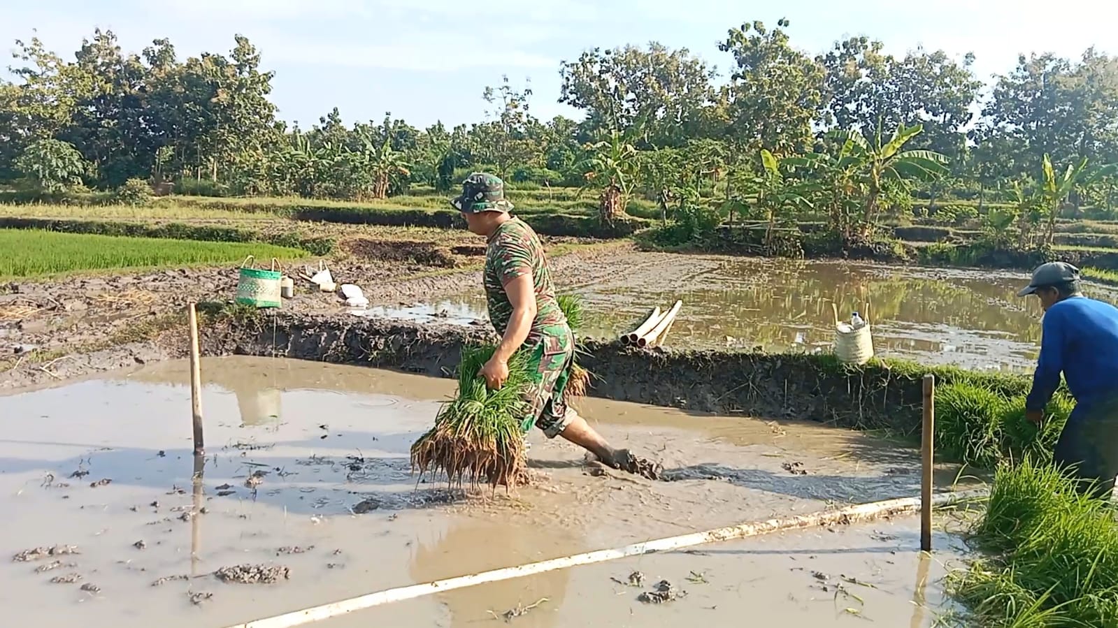 Wujud Nyata Dukung Ketahanan Pangan Babinsa Turun Kesawah Bersama Petani