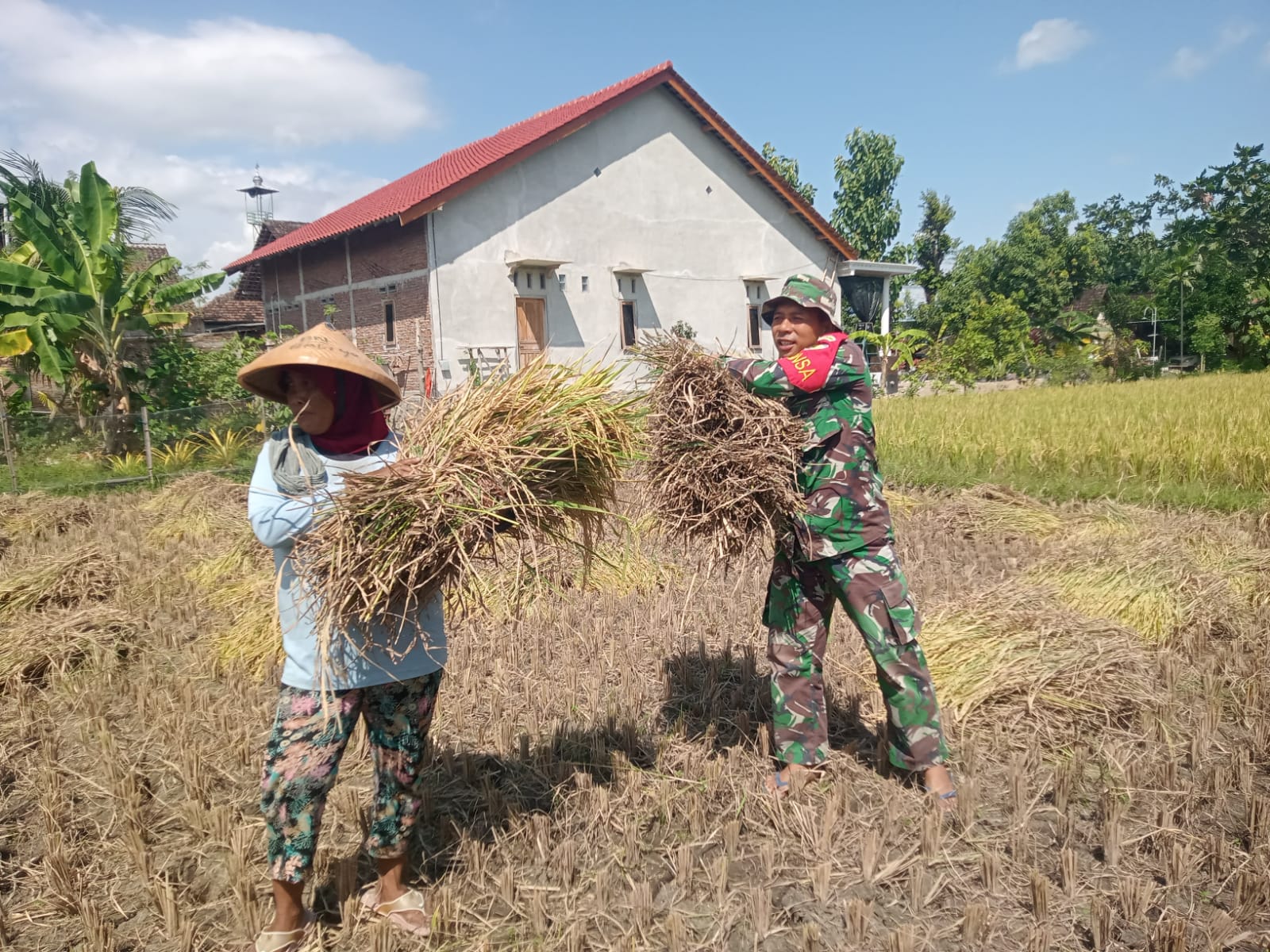 Sertu Kuat Supriyono Babinsa Koramil/13 Bendo Dampingi Petani Panen Padi di Wilayah Binaan