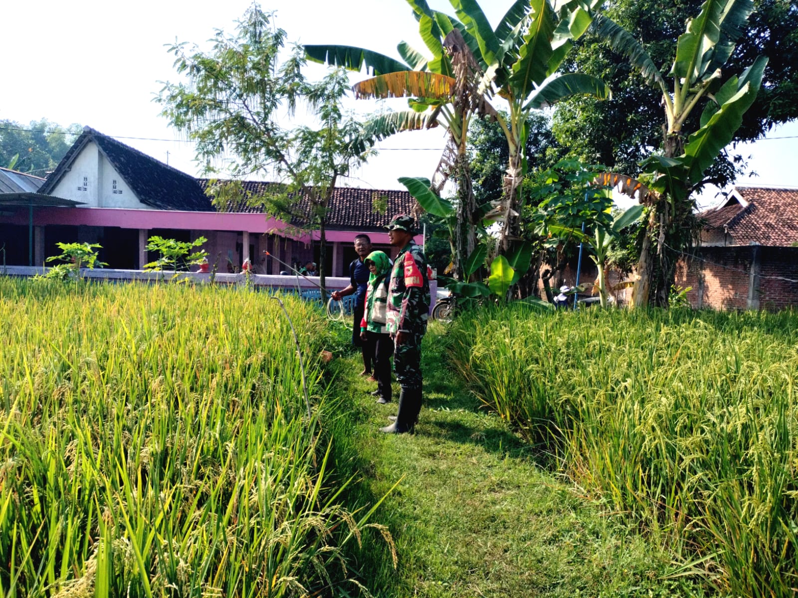 Babinsa bersama PPL bersinergi Dampingi Petani Pengendalian Hama Wereng